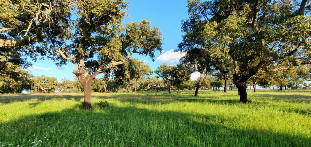 Quinta T7 para Venda em Malpica do Tejo Foto 87
