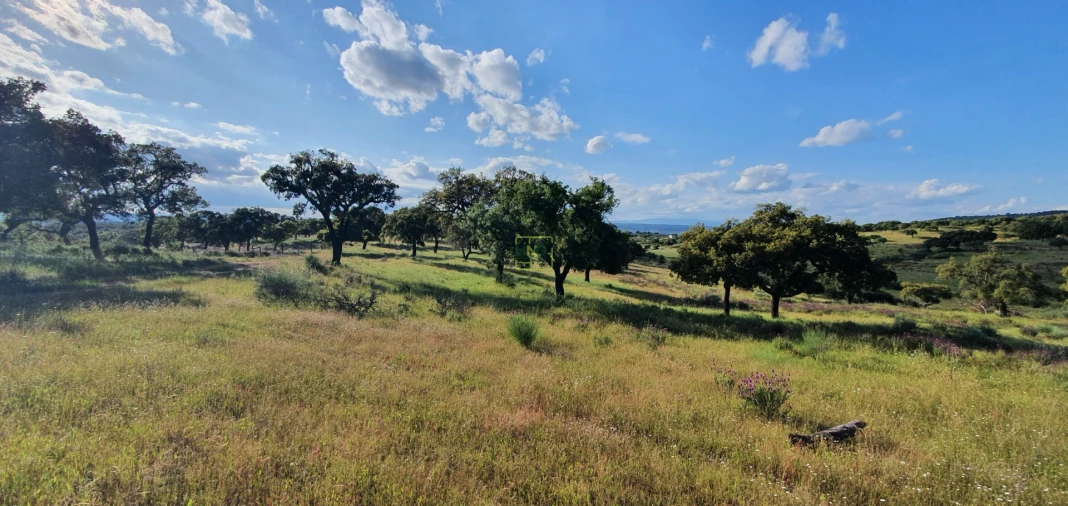 Quinta T7 para Venda em Malpica do Tejo Foto 42