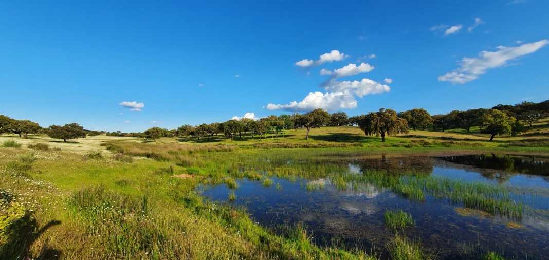 Quinta T7 para Venda em Malpica do Tejo Foto 81