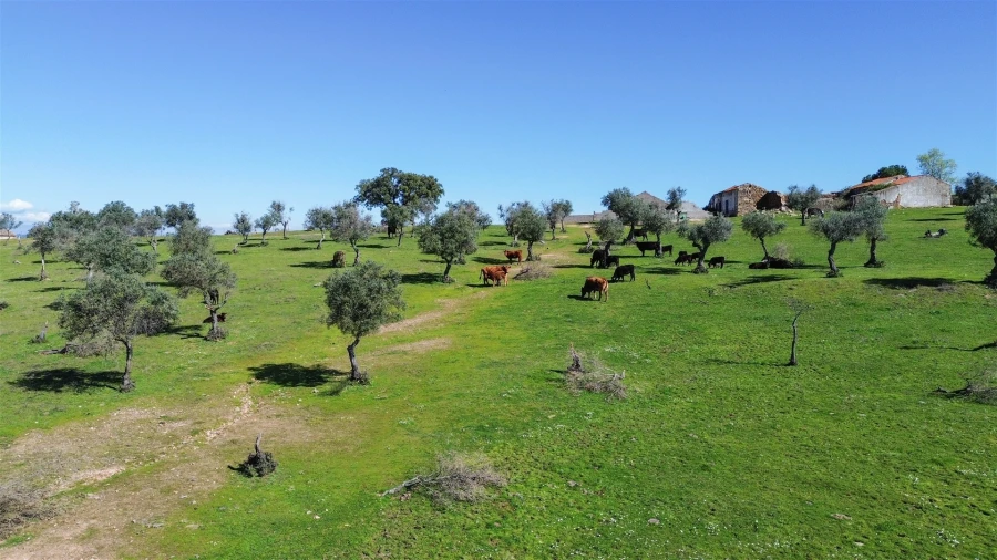 Quinta T7 para Venda em Malpica do Tejo Foto 111