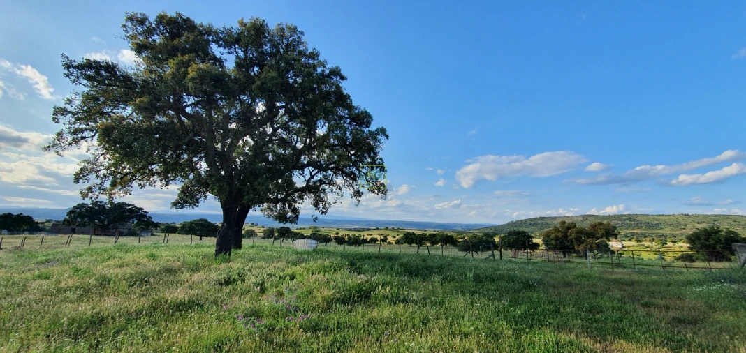 Quinta T7 para Venda em Malpica do Tejo Foto 58