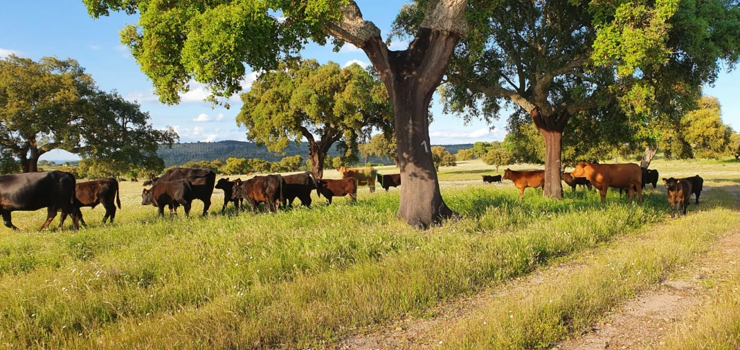 Quinta T7 para Venda em Malpica do Tejo Foto 70