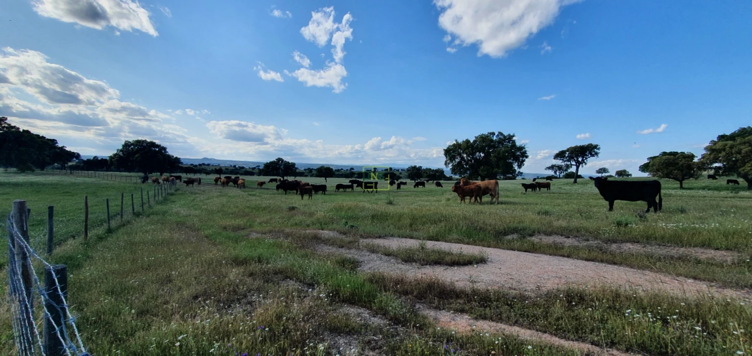 Quinta T7 para Venda em Malpica do Tejo Foto 26