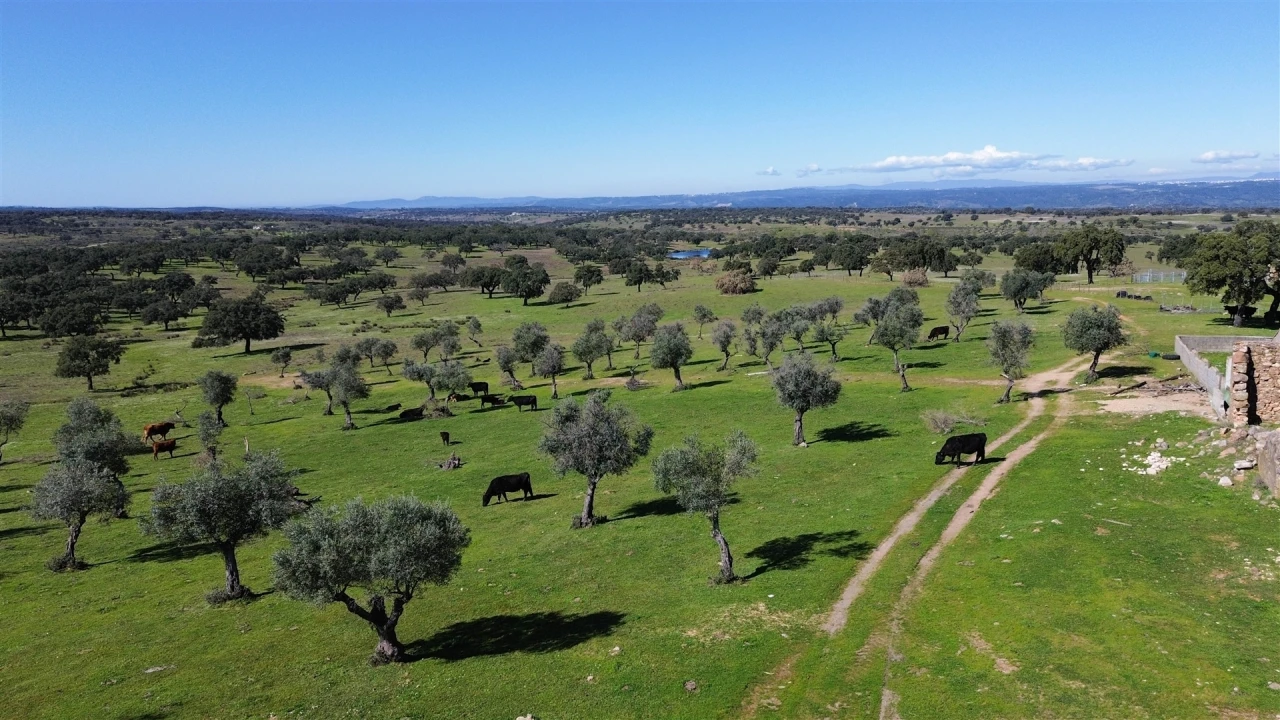 Quinta T7 para Venda em Malpica do Tejo Foto 103
