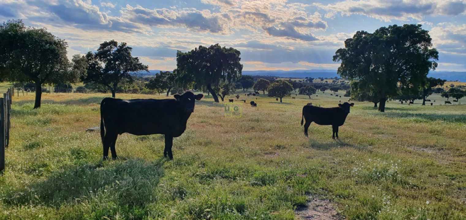 Quinta T7 para Venda em Malpica do Tejo Foto 61