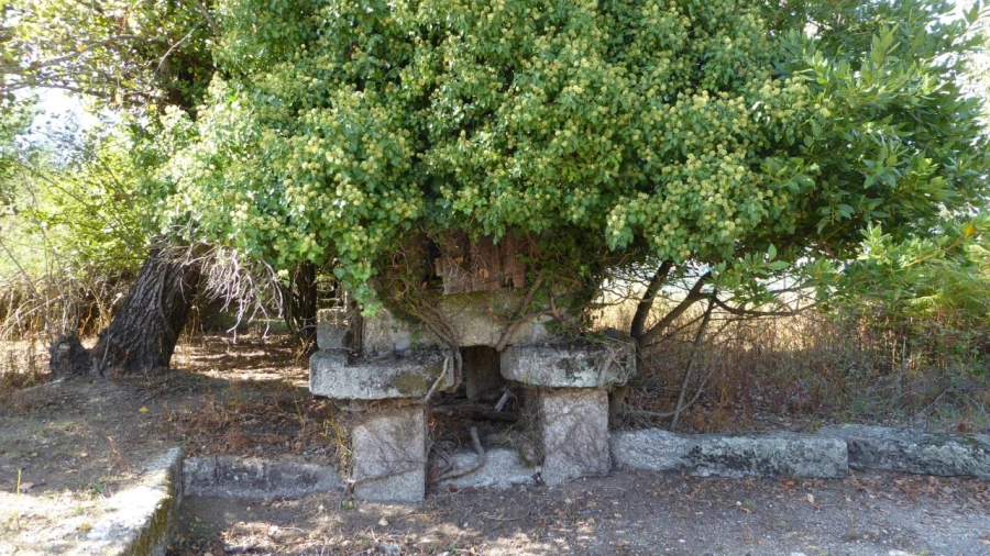 Quinta T6 para Venda em Várzea, Aliviada e Folhada Foto 13