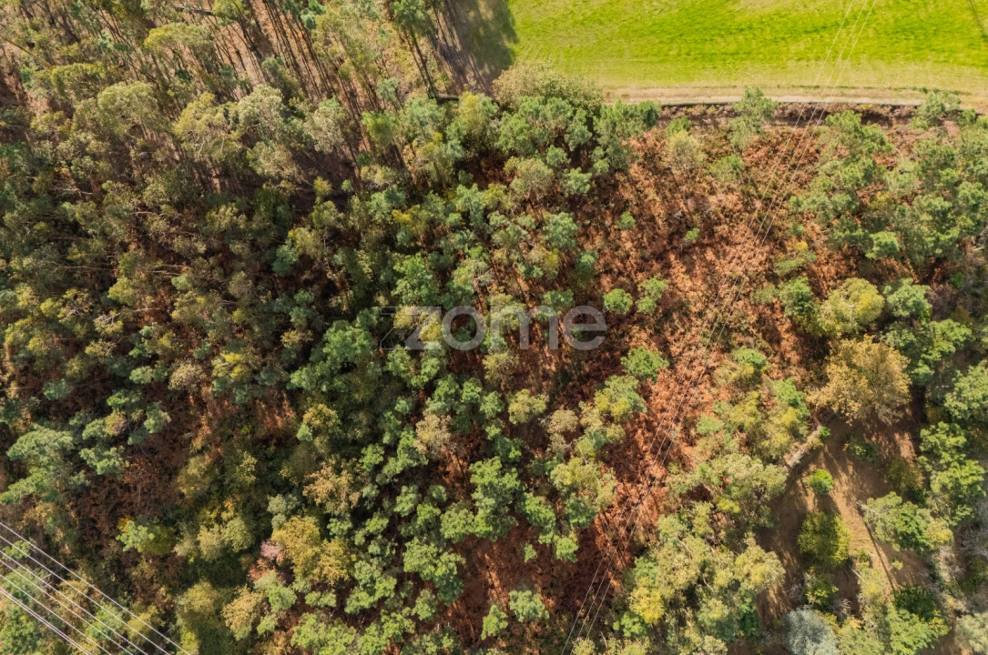 Terreno Comércio / Armazém para Venda em Mazarefes e Vila Fria Foto 15