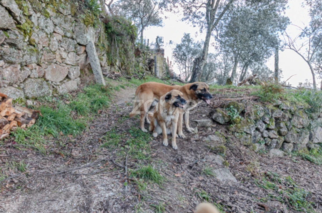 Quinta T5 para Venda em Cinfães Foto 1