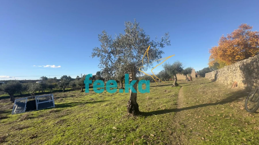 Quinta para Venda em Escalos de Baixo e Mata Foto 2