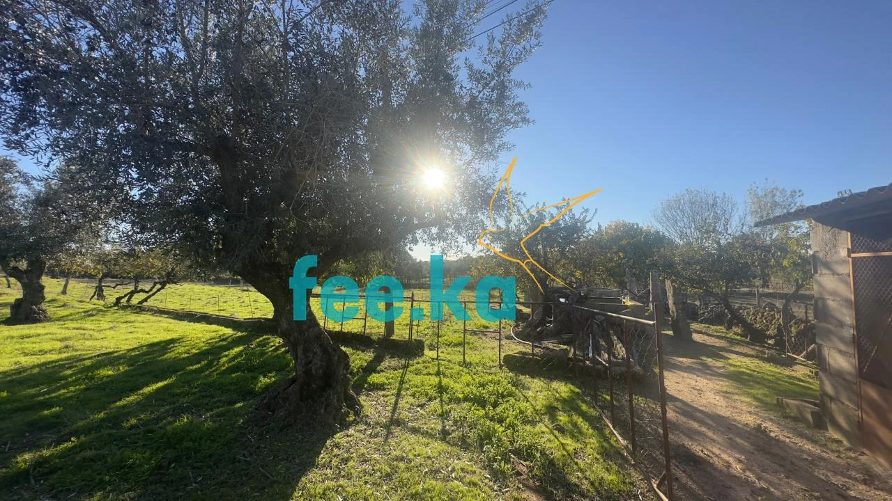 Quinta para Venda em Escalos de Baixo e Mata Foto 9