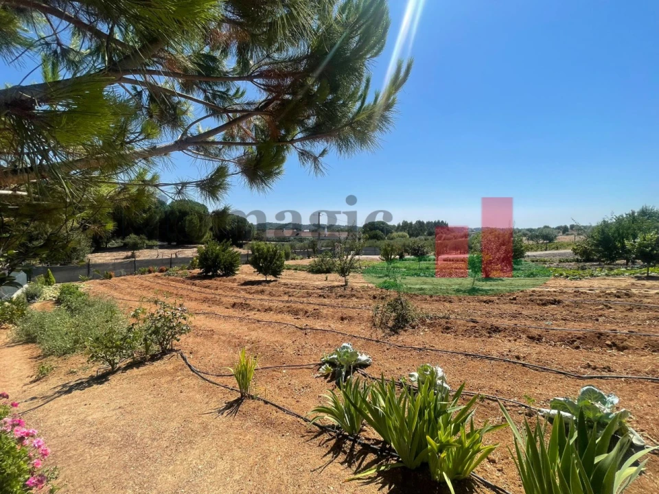 Terreno para Venda em São João da Ribeira e Ribeira de São João Foto 35
