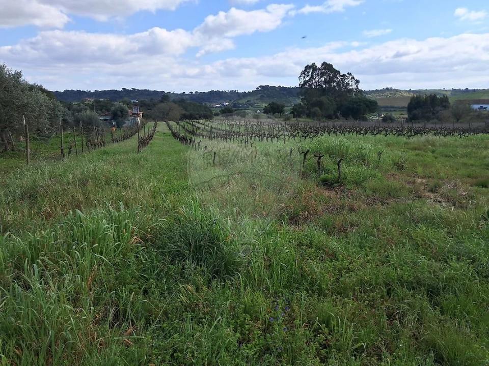 Terreno para Venda em Manique do Intendente, Vila Nova de São Pedro e Maçussa Foto 4