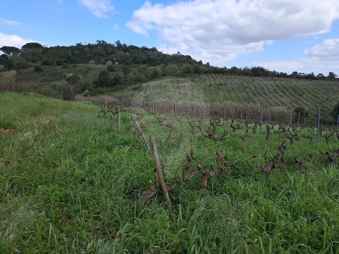 Terreno para Venda em Manique do Intendente, Vila Nova de São Pedro e Maçussa Foto 4