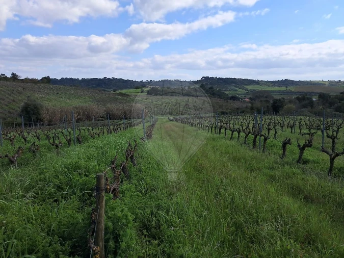 Terreno para Venda em Manique do Intendente, Vila Nova de São Pedro e Maçussa Foto 6