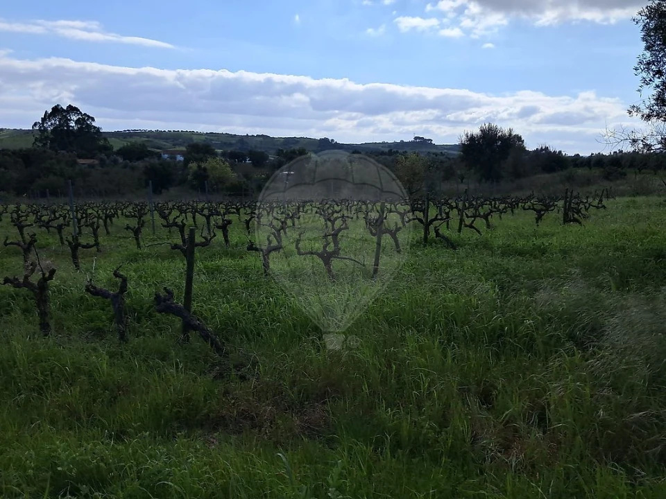 Terreno para Venda em Manique do Intendente, Vila Nova de São Pedro e Maçussa Foto 5