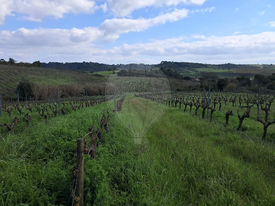 Terreno para Venda em Manique do Intendente, Vila Nova de São Pedro e Maçussa Foto 6
