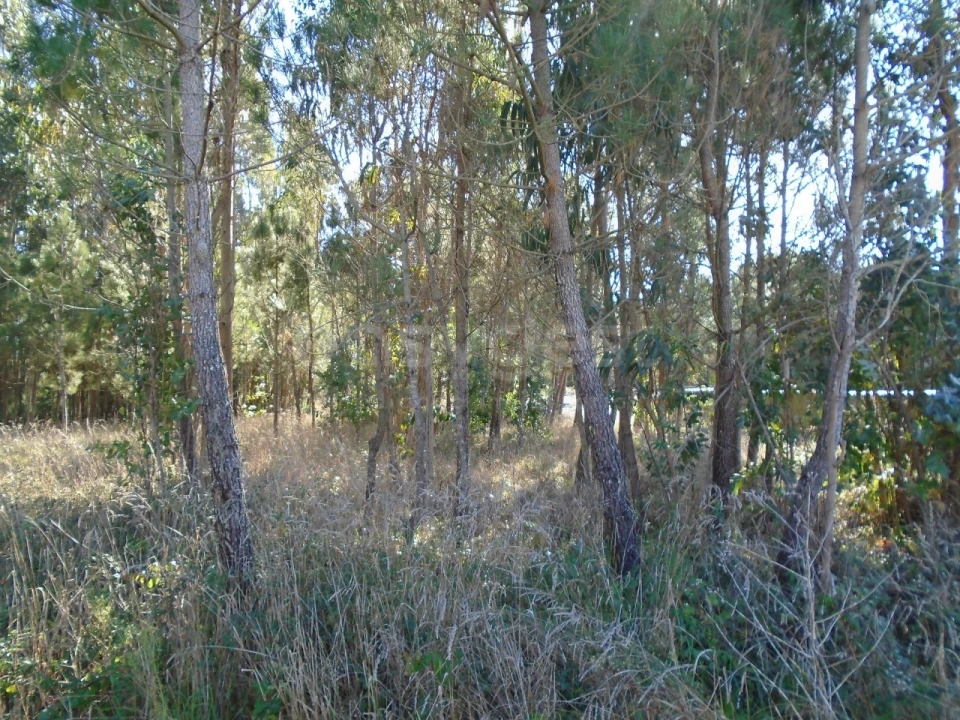 Terreno para Venda em Pataias e Martingança Foto 9