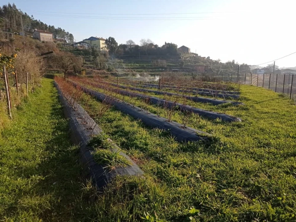 Quinta T2 para Venda em Sever do Vouga Foto 49