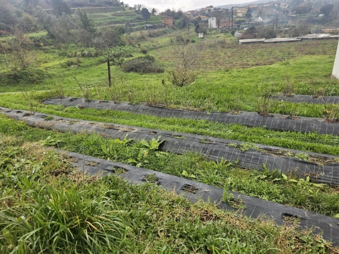 Quinta T2 para Venda em Sever do Vouga Foto 3