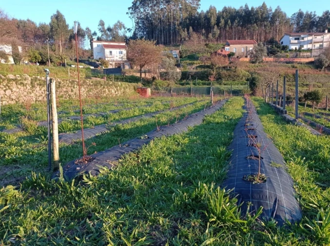 Quinta T2 para Venda em Sever do Vouga Foto 47