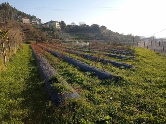 Quinta T2 para Venda em Sever do Vouga Foto 49