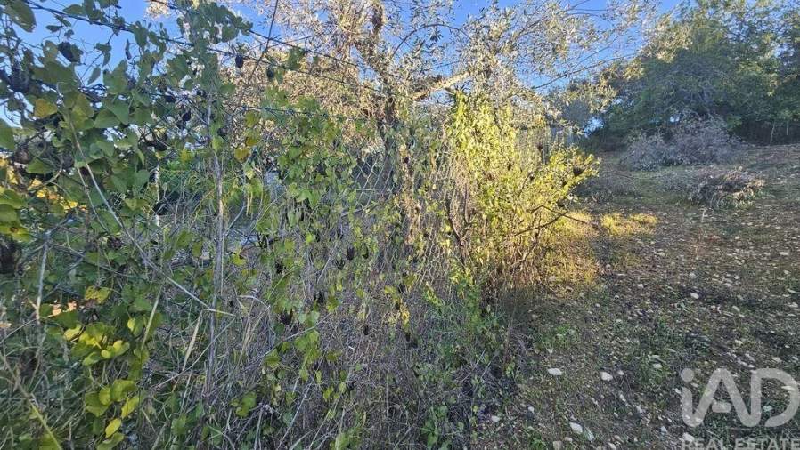 Terreno para Venda em Santa Barbara de Nexe Foto 11