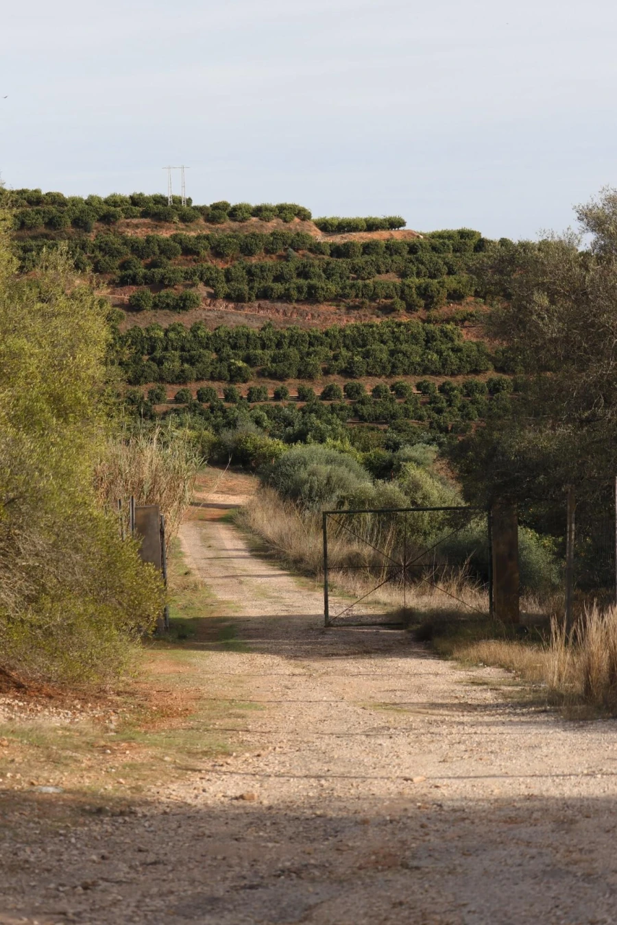 Terreno para Venda em Silves Foto 6