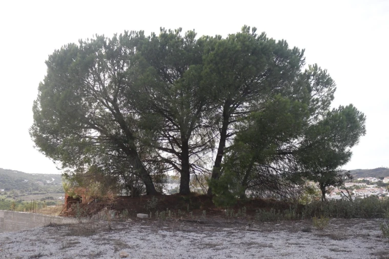 Terreno para Venda em Silves Foto 36
