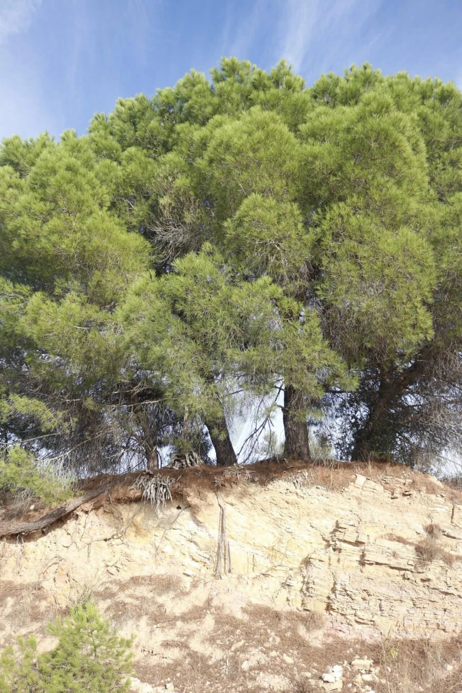 Terreno para Venda em Silves Foto 33