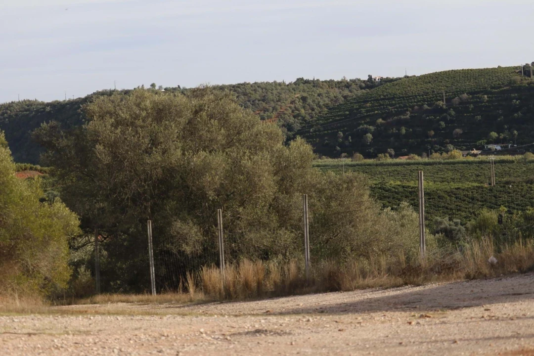 Terreno para Venda em Silves Foto 5