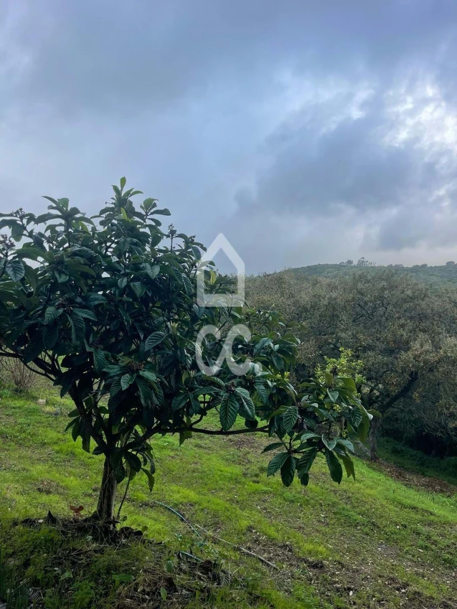Terreno para Venda em Loures Foto 4
