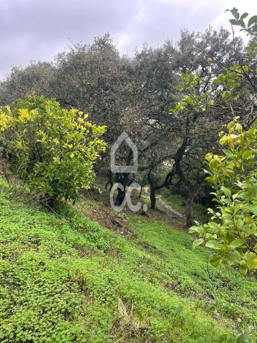 Terreno para Venda em Loures Foto 9
