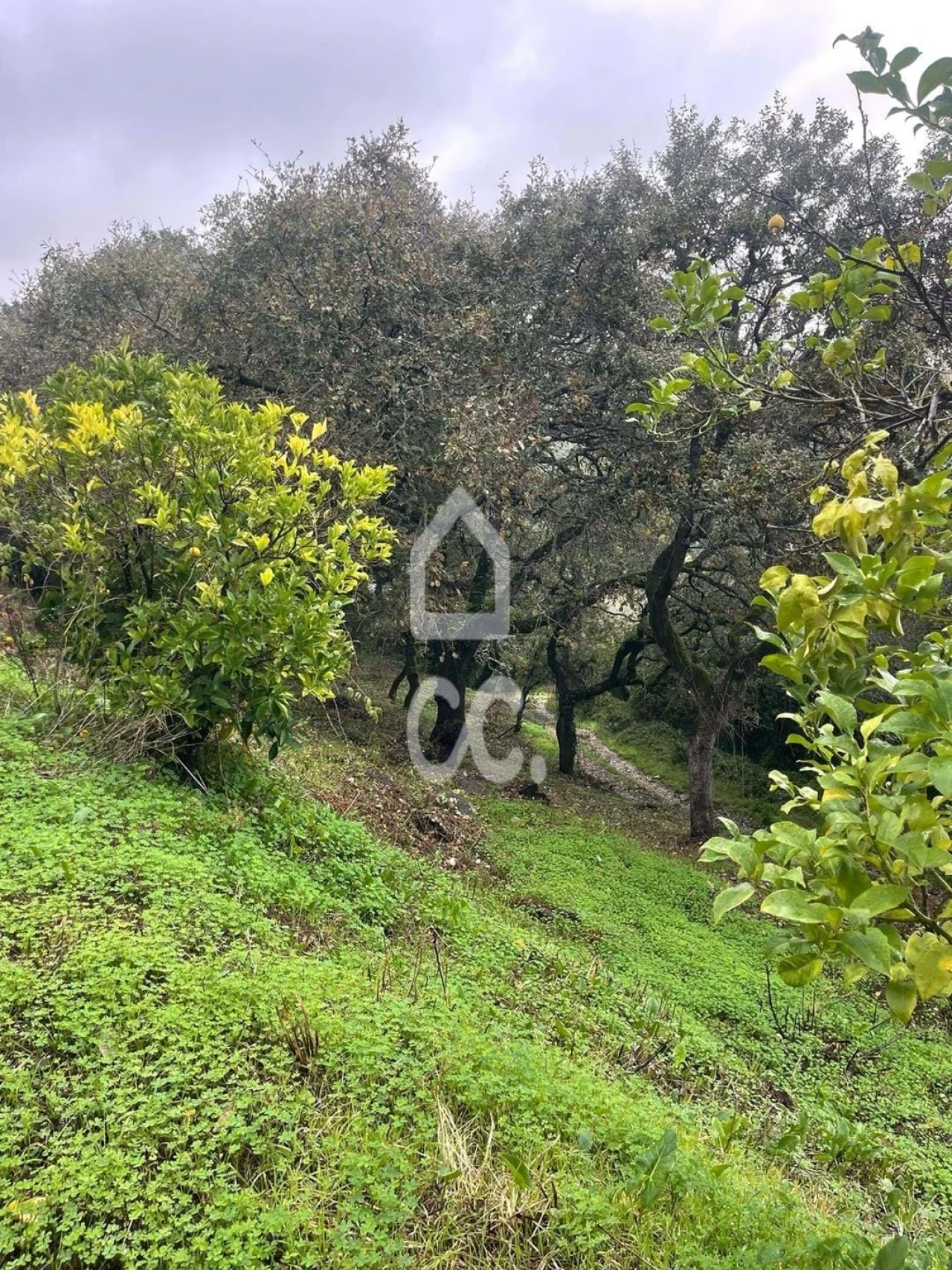 Terreno para Venda em Loures Foto 9