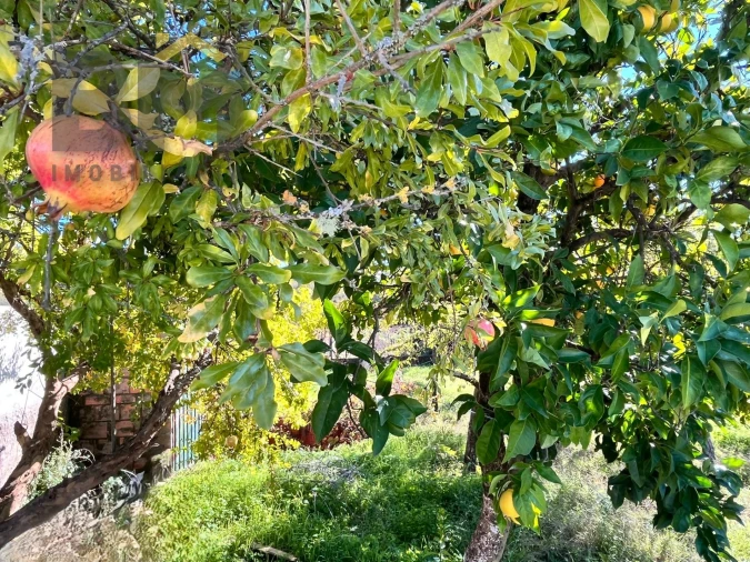 Terreno Agricola ou Rústico para Venda em Margem Foto 17