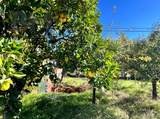 Terreno Agricola ou Rústico para Venda em Margem Foto 18