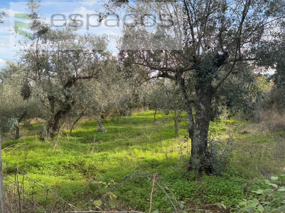 Quinta T3 para Venda em Vale de Prazeres e Mata da Rainha Foto 32