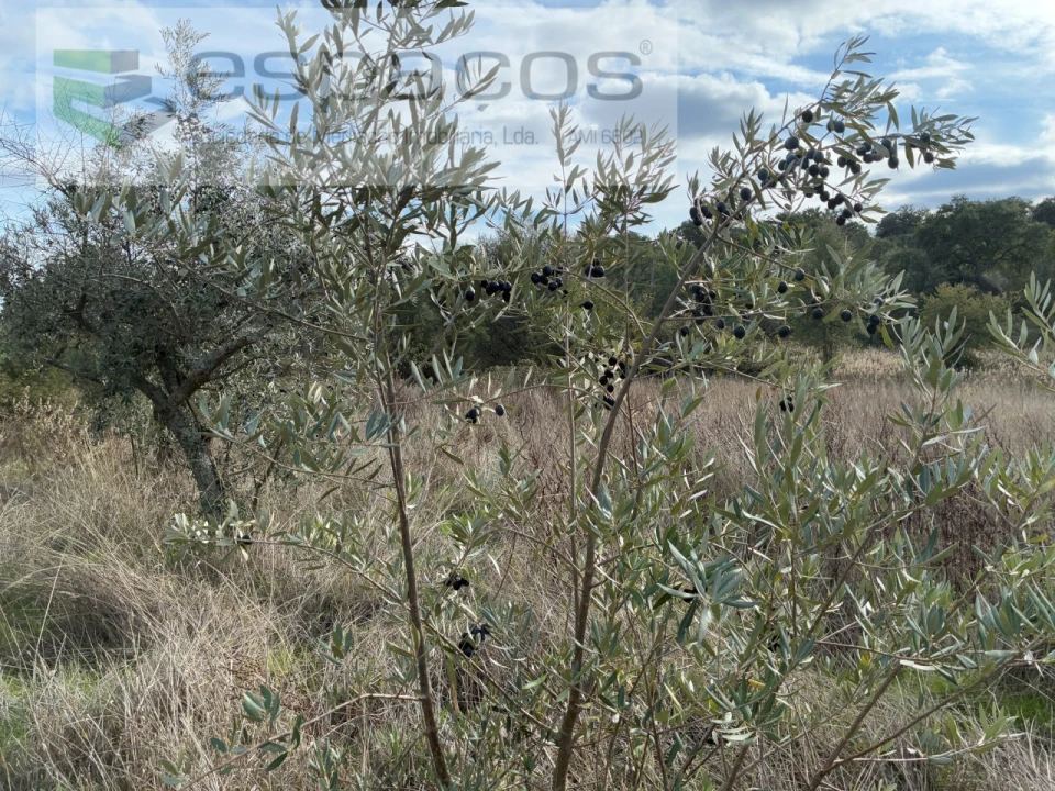 Quinta T3 para Venda em Vale de Prazeres e Mata da Rainha Foto 38