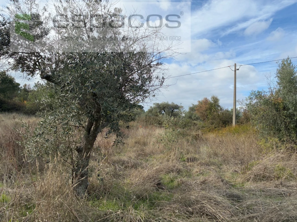 Quinta T3 para Venda em Vale de Prazeres e Mata da Rainha Foto 39