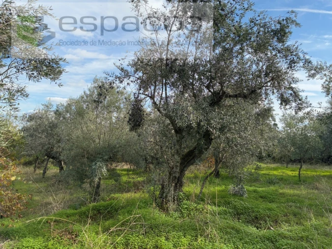 Quinta T3 para Venda em Vale de Prazeres e Mata da Rainha Foto 34