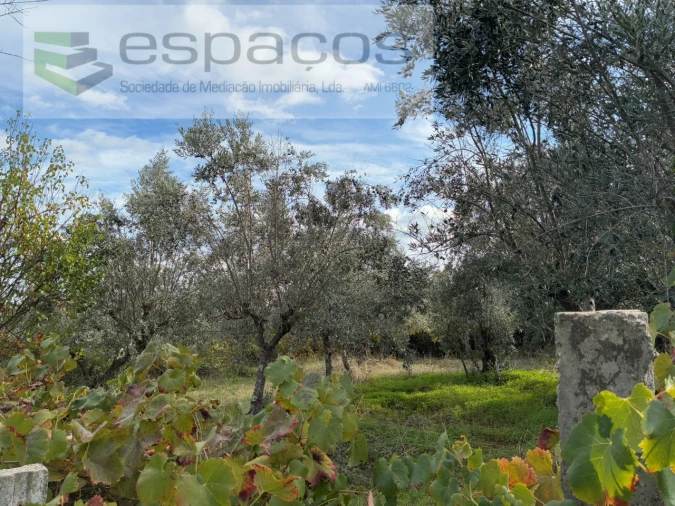 Quinta T3 para Venda em Vale de Prazeres e Mata da Rainha Foto 36