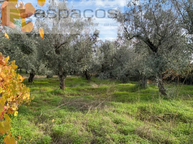 Quinta T3 para Venda em Vale de Prazeres e Mata da Rainha Foto 38