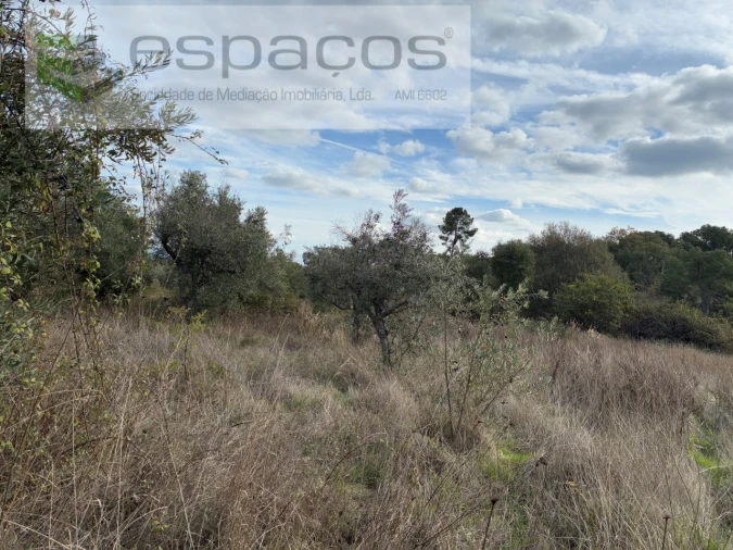 Quinta T3 para Venda em Vale de Prazeres e Mata da Rainha Foto 42