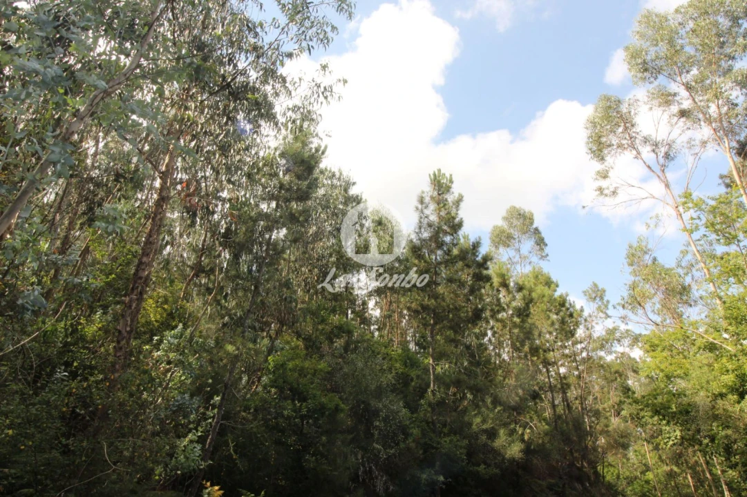 Terreno Agricola ou Rústico para Venda em Borba da Montanha Foto 3