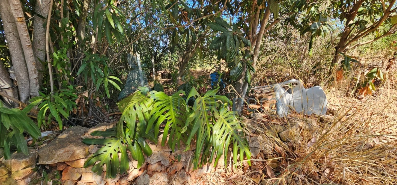 Terreno Agricola ou Rústico para Venda em São Bartolomeu de Messines Foto 9