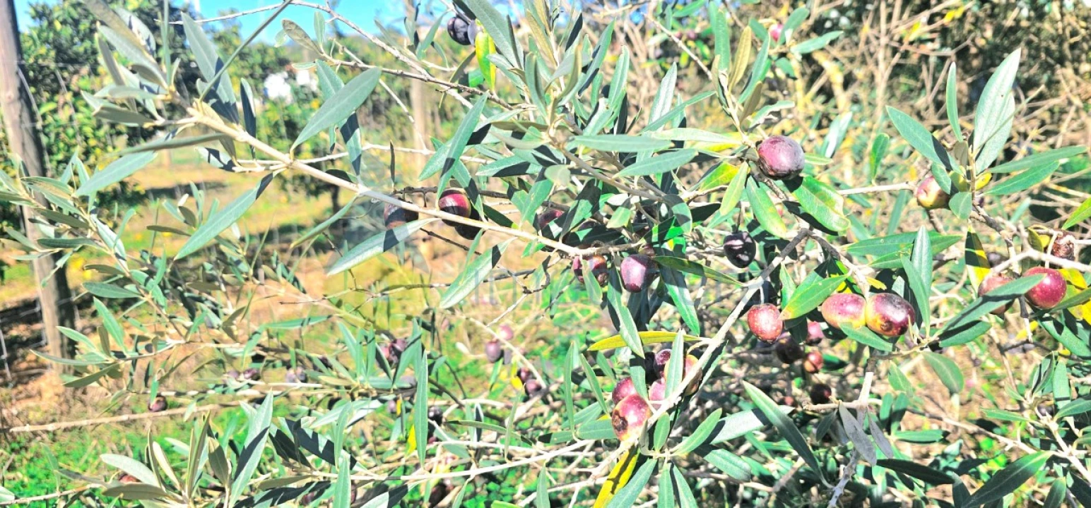 Terreno Agricola ou Rústico para Venda em São Bartolomeu de Messines Foto 2