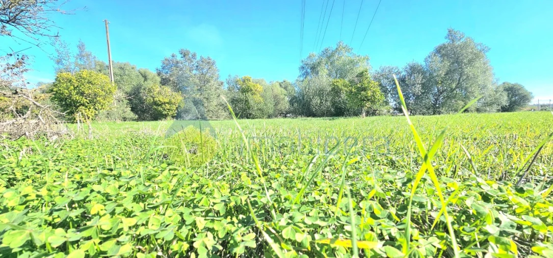 Terreno para Venda em São Bartolomeu de Messines Foto 1