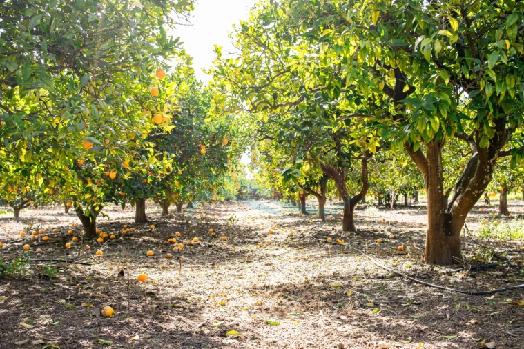 Moradia T3 para Venda em Luz de Tavira e Santo Estêvão Foto 25