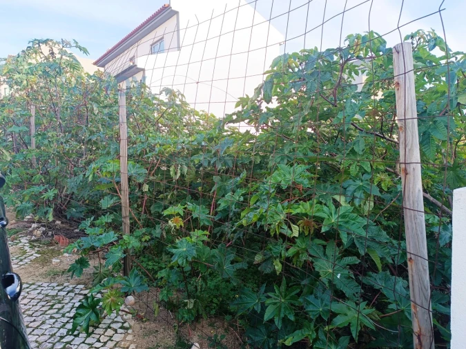 Terreno para Venda em Carcavelos e Parede Foto 12