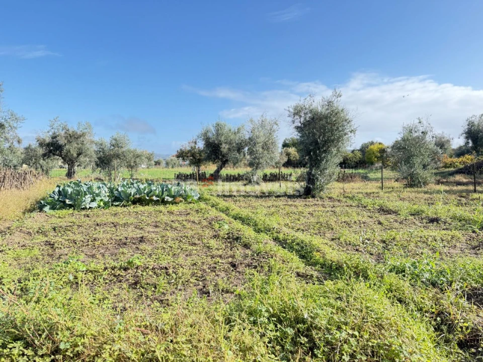 Terreno Agricola ou Rústico para Venda em Alvega e Concavada Foto 3