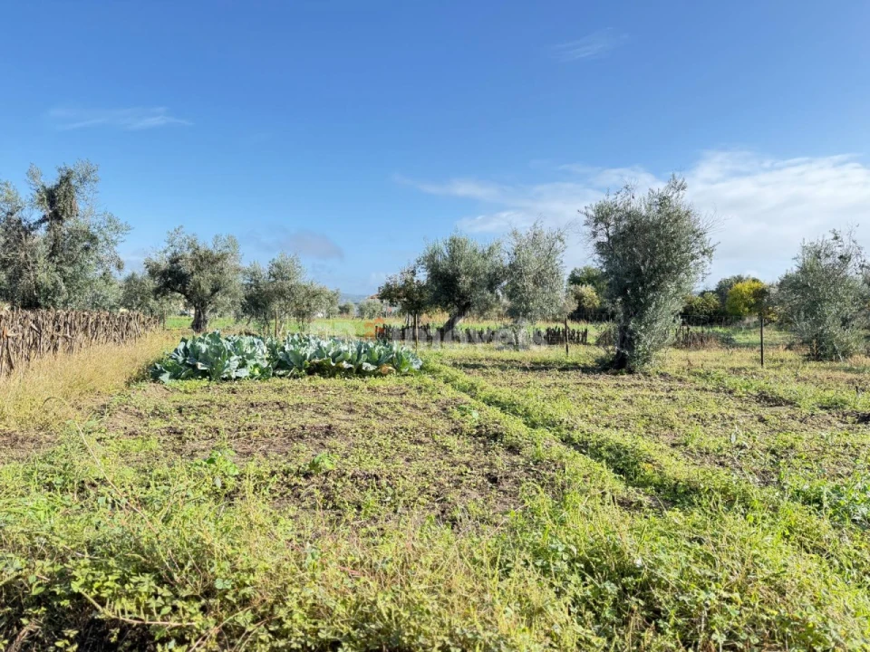 Terreno Agricola ou Rústico para Venda em Alvega e Concavada Foto 5